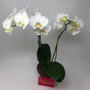 LARGE PHALAENOPSIS ORCHID IN a CLAY POT
